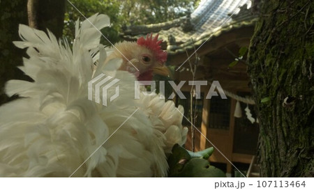 鶏さんと愛南町探索! 鶏さんと愛南町探索! 107113464