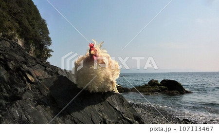 鶏さんと愛南町探索！ 107113467