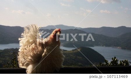 鶏さんと愛南町探索！ 107113469