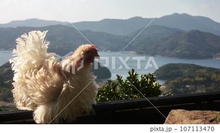 鶏さんと愛南町探索! 鶏さんと愛南町探索! 107113470