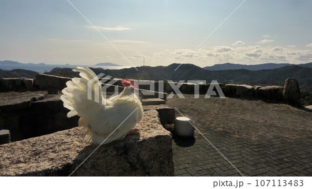 鶏さんと愛南町探索! 鶏さんと愛南町探索! 107113483
