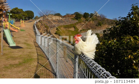 鶏さんと愛南町探索！ 107113484