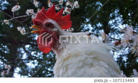 鶏さんと愛南町探索！ 107113493