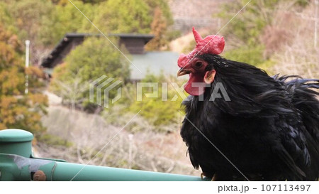 鶏さんと愛南町探索! 鶏さんと愛南町探索! 107113497