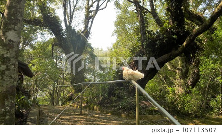 鶏さんと愛南町探索！ 107113507