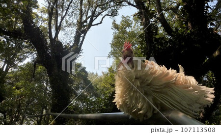 鶏さんと愛南町探索！ 107113508