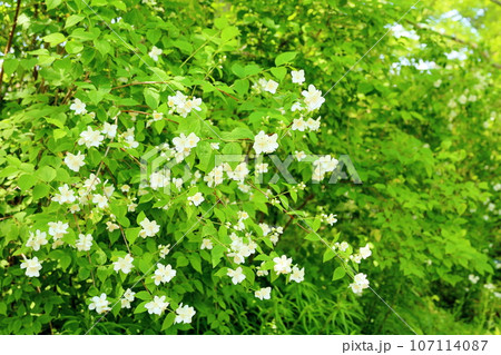 バイカウツギの花 107114087