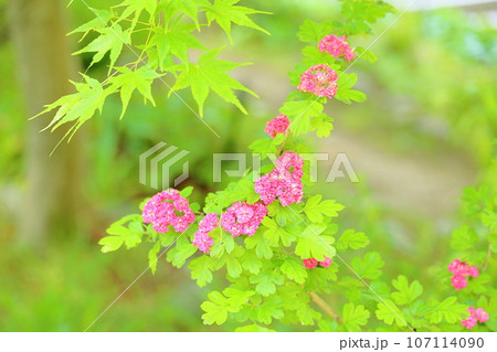 セイヨウサンザシの花 セイヨウサンザシの花 107114090