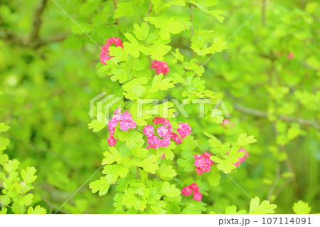 セイヨウサンザシの花 セイヨウサンザシの花 107114091