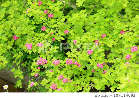 セイヨウサンザシの花 107114092