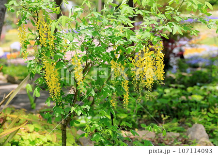 キングサリの花 107114093