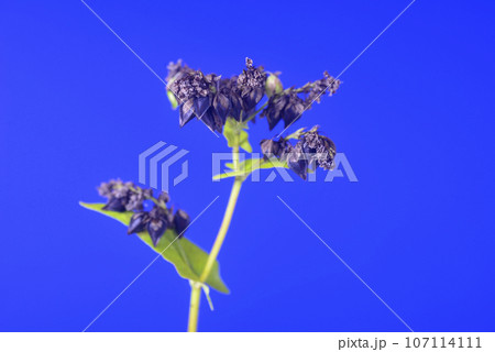 ソバの実のクローズアップ 107114111