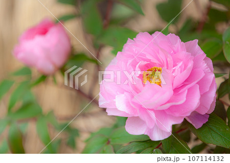 丹精込めて育てられた牡丹の花 丹精込めて育てられた牡丹の花 107114132