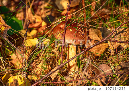 Leccinum scabrum an edible mushroom growing in the wild Leccinum scabrum an edible mushroom growing in the wild 107114233