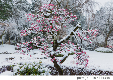 小江戸川越の冬 雪の降る喜多院 紅葉山庭園 小江戸川越の冬 雪の降る喜多院 紅葉山庭園 107114340