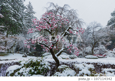 小江戸川越の冬 雪の降る喜多院 紅葉山庭園 小江戸川越の冬 雪の降る喜多院 紅葉山庭園 107114342