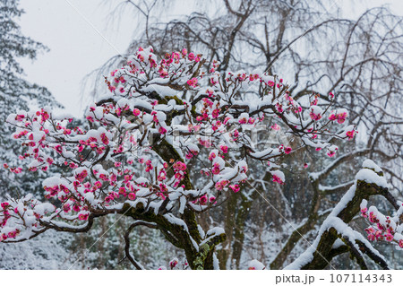 小江戸川越の冬 雪の降る喜多院 紅葉山庭園 小江戸川越の冬 雪の降る喜多院 紅葉山庭園 107114343