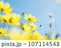 青空に向かって咲くコスモス 107114548