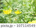 青空に向かって咲くコスモス 107114549