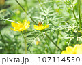 青空に向かって咲くコスモス 107114550