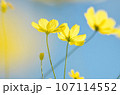 青空に向かって咲くコスモス 107114552