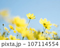 青空に向かって咲くコスモス 107114554