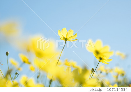 青空に向かって咲くコスモス 107114554