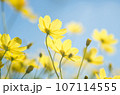青空に向かって咲くコスモス 107114555