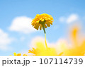 青空に向かって咲く黄色い花 107114739