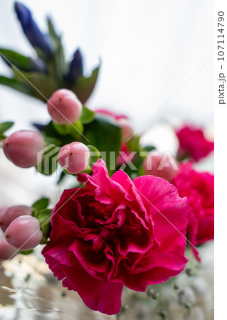 カーネーションとピンクの実のアップ 107114790