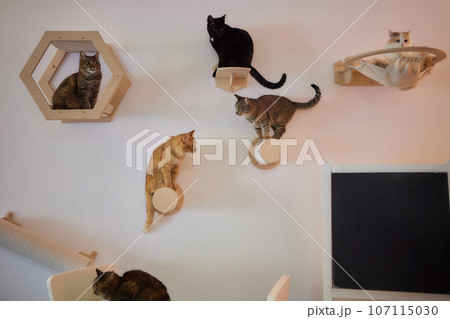 Cat scratching post wall mounted in modern room for pet on white wall, stylish decoration for cat owner with copy space. 107115030