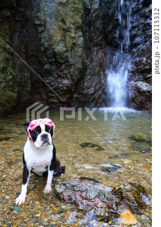 毛呂山町の獅子ヶ滝の前でゴーグルを付けて渓谷を見つめるボストンテリアのマイティ君♡ 107115312