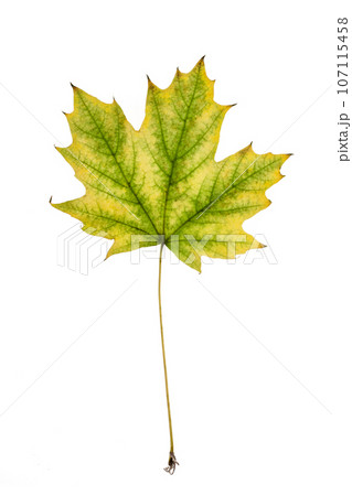 yellow green maple leaf yellow green maple leaf 107115458