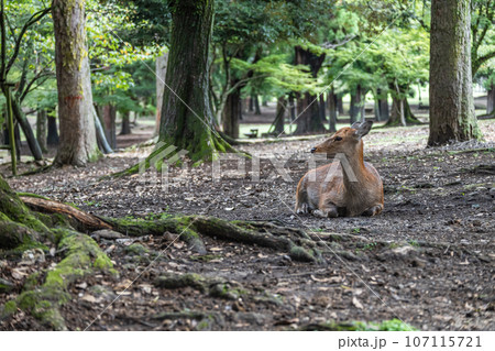 奈良公園の鹿 奈良公園の鹿 107115721