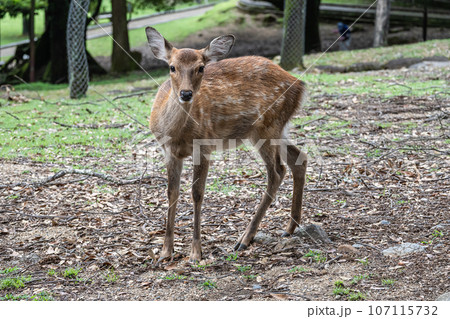 奈良公園の鹿 奈良公園の鹿 107115732