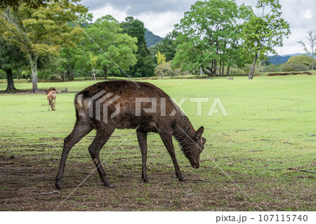 泥浴びの後草地に戻る鹿 奈良公園飛火野園地 泥浴びの後草地に戻る鹿 奈良公園飛火野園地 107115740