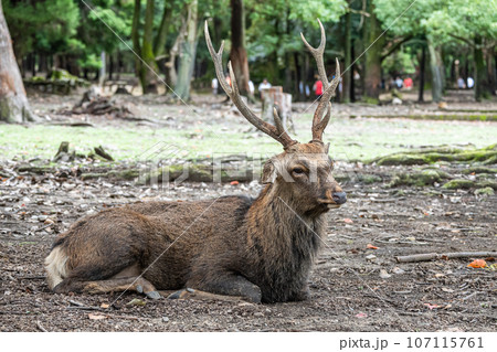 奈良公園の鹿 107115761