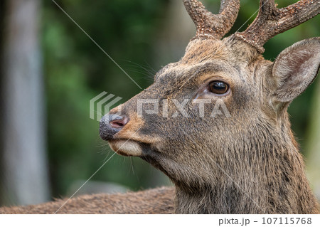 奈良公園の鹿 奈良公園の鹿 107115768