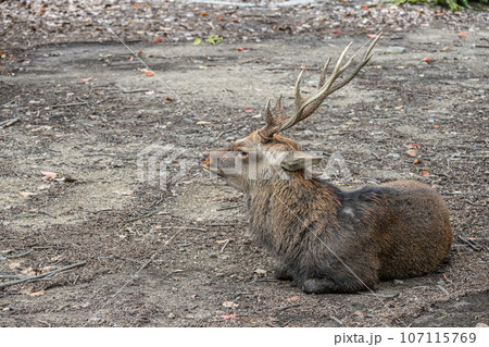 奈良公園の鹿 奈良公園の鹿 107115769