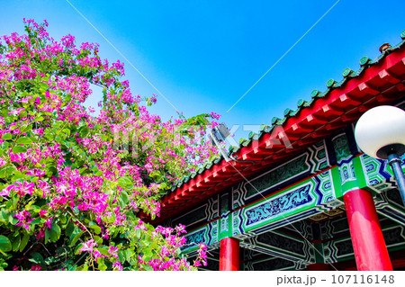 台湾、高雄の蓮池潭の寺院とブーゲンビリア 107116148