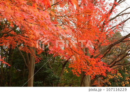 京王多摩センター、南大沢、紅葉、秋、12月、道、散歩、メタセコイア、紅葉、公園、緑道、多摩中央公園、 京王多摩センター、南大沢、紅葉、秋、12月、道、散歩、メタセコイア、紅葉、公園、緑道、多摩中央公園、 107116229