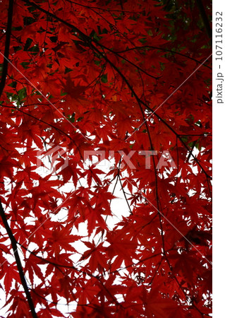 京王多摩センター、南大沢、紅葉、秋、12月、道、散歩、メタセコイア、紅葉、公園、緑道、多摩中央公園、 107116232