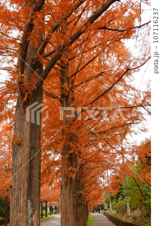 京王多摩センター、南大沢、紅葉、秋、12月、道、散歩、メタセコイア、紅葉、公園、緑道、多摩中央公園、 京王多摩センター、南大沢、紅葉、秋、12月、道、散歩、メタセコイア、紅葉、公園、緑道、多摩中央公園、 107116237