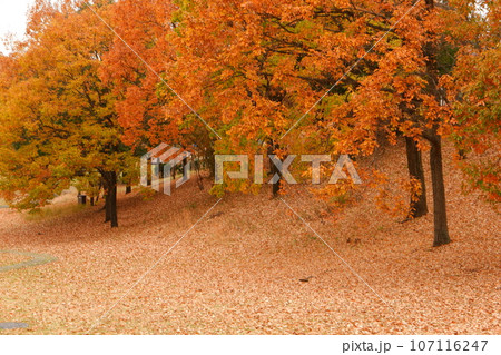 京王多摩センター、南大沢、紅葉、秋、12月、道、散歩、メタセコイア、紅葉、公園、緑道、多摩中央公園、 京王多摩センター、南大沢、紅葉、秋、12月、道、散歩、メタセコイア、紅葉、公園、緑道、多摩中央公園、 107116247