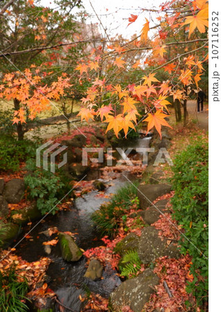京王多摩センター、南大沢、紅葉、秋、12月、道、散歩、メタセコイア、紅葉、公園、緑道、多摩中央公園、 京王多摩センター、南大沢、紅葉、秋、12月、道、散歩、メタセコイア、紅葉、公園、緑道、多摩中央公園、 107116252