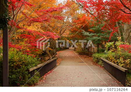 京王多摩センター、南大沢、紅葉、秋、12月、道、散歩、メタセコイア、紅葉、公園、緑道、多摩中央公園、 京王多摩センター、南大沢、紅葉、秋、12月、道、散歩、メタセコイア、紅葉、公園、緑道、多摩中央公園、 107116264