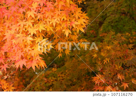 京王多摩センター、南大沢、紅葉、秋、12月、道、散歩、メタセコイア、紅葉、公園、緑道、多摩中央公園、 107116270
