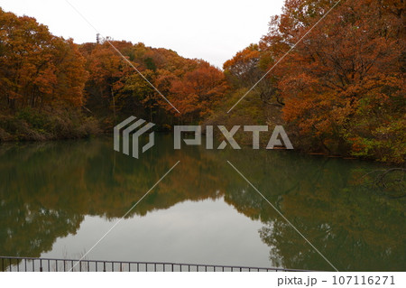 京王多摩センター、南大沢、紅葉、秋、12月、道、散歩、メタセコイア、紅葉、公園、緑道、多摩中央公園、 京王多摩センター、南大沢、紅葉、秋、12月、道、散歩、メタセコイア、紅葉、公園、緑道、多摩中央公園、 107116271