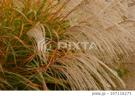 京王多摩センター、南大沢、紅葉、秋、12月、道、散歩、メタセコイア、紅葉、公園、緑道、多摩中央公園、 京王多摩センター、南大沢、紅葉、秋、12月、道、散歩、メタセコイア、紅葉、公園、緑道、多摩中央公園、 107116275