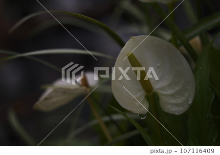 水玉かんむりと植物の葉 水玉かんむりと植物の葉 107116409